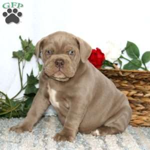 Tootsie, Olde English Bulldogge Puppy