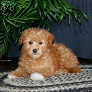 Tootsie, Miniature Poodle Mix Puppy