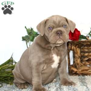Tootsie, Olde English Bulldogge Puppy