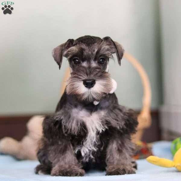 Trace, Miniature Schnauzer Puppy