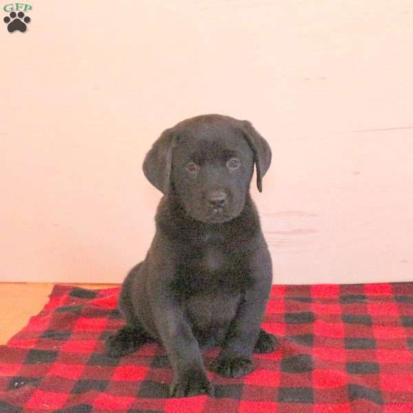 Tracker, Black Labrador Retriever Puppy
