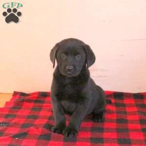Tracker, Black Labrador Retriever Puppy