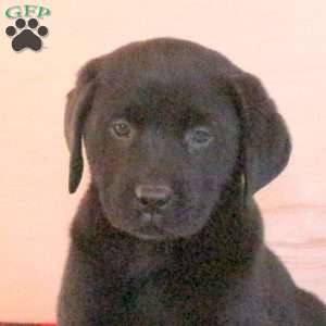 Tracker, Black Labrador Retriever Puppy
