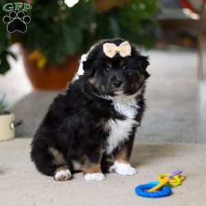 Tracy, Miniature Australian Shepherd Puppy