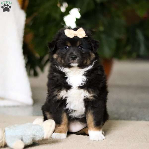 Tracy, Miniature Australian Shepherd Puppy