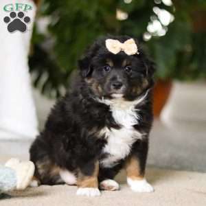 Tracy, Miniature Australian Shepherd Puppy