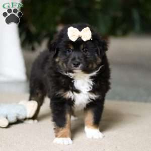 Tracy, Miniature Australian Shepherd Puppy