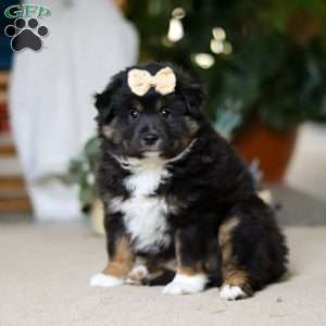 Tracy, Miniature Australian Shepherd Puppy