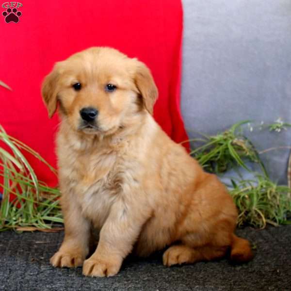Travis, Golden Retriever Puppy
