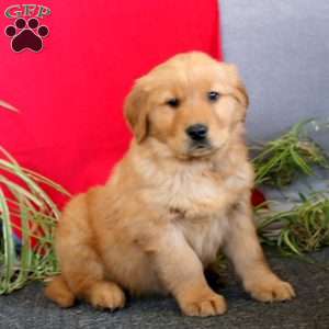 Travis, Golden Retriever Puppy