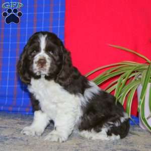 Travis, Cocker Spaniel Puppy