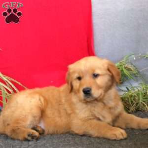 Travis, Golden Retriever Puppy