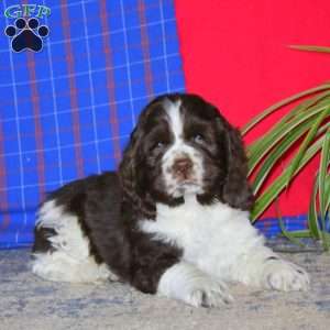 Travis, Cocker Spaniel Puppy