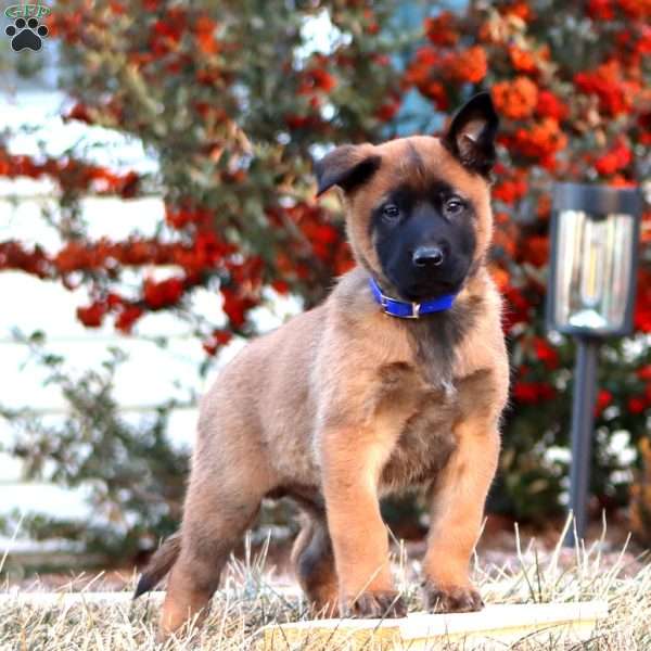 Trent, Belgian Malinois Puppy