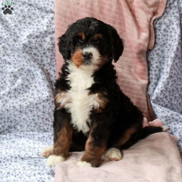 Trent, Bernedoodle Puppy