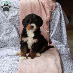 Trent, Bernedoodle Puppy