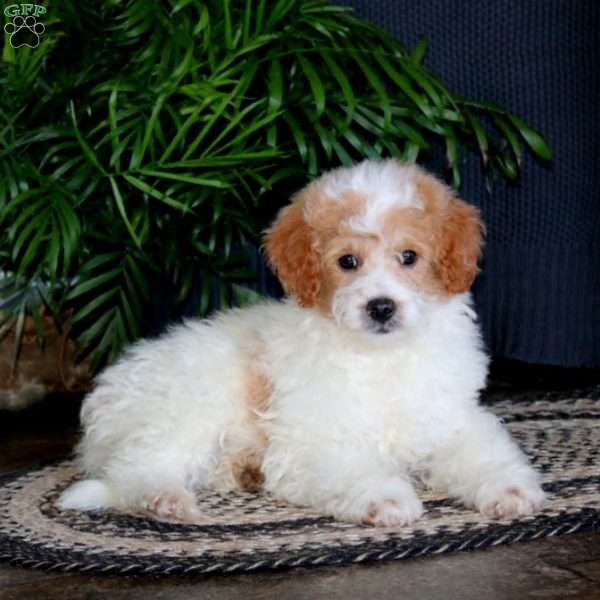Trent, Miniature Poodle Mix Puppy