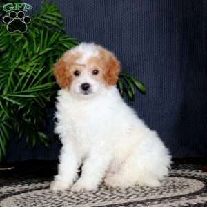Trent, Miniature Poodle Mix Puppy