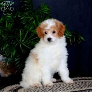 Trent, Miniature Poodle Mix Puppy