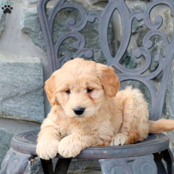 Trevor, Mini Goldendoodle Puppy