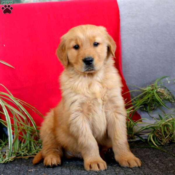 Trevor, Golden Retriever Puppy