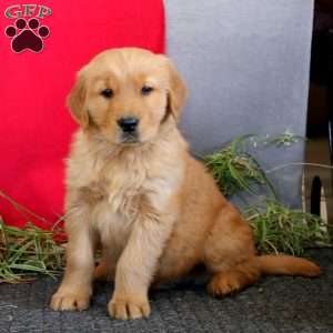 Trevor, Golden Retriever Puppy