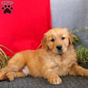 Trevor, Golden Retriever Puppy