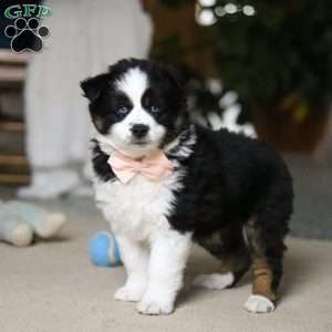 Trixie, Miniature Australian Shepherd Puppy