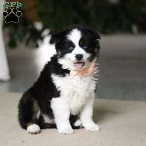 Trixie, Miniature Australian Shepherd Puppy