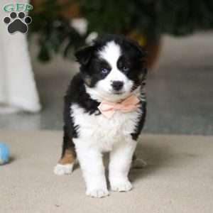 Trixie, Miniature Australian Shepherd Puppy