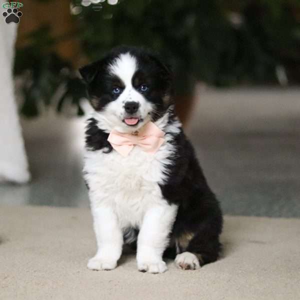 Trixie, Miniature Australian Shepherd Puppy