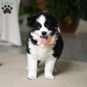Trixie, Miniature Australian Shepherd Puppy