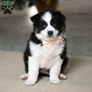 Trixie, Miniature Australian Shepherd Puppy
