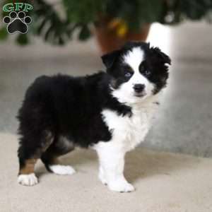 Trixie, Miniature Australian Shepherd Puppy