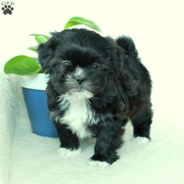 Trixie, Shih Tzu Mix Puppy
