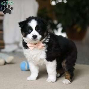 Trixie, Miniature Australian Shepherd Puppy