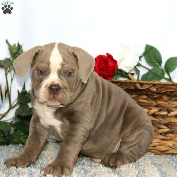 Trooper, Olde English Bulldogge Puppy