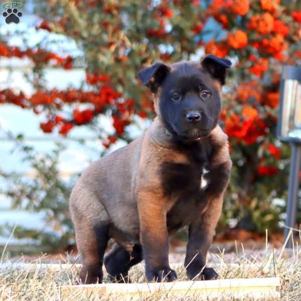 Trooper, Belgian Malinois Puppy