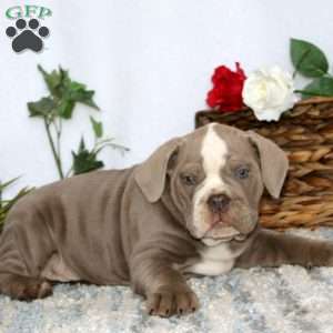Trooper, Olde English Bulldogge Puppy