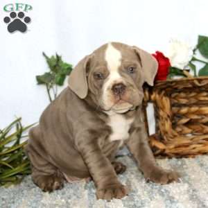 Trooper, Olde English Bulldogge Puppy