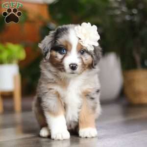Truffles, Miniature Australian Shepherd Puppy