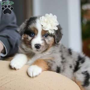 Truffles, Miniature Australian Shepherd Puppy