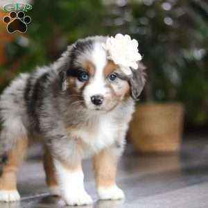 Truffles, Miniature Australian Shepherd Puppy