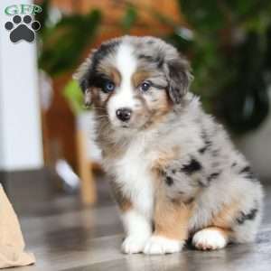 Truffles, Miniature Australian Shepherd Puppy