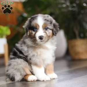 Truffles, Miniature Australian Shepherd Puppy