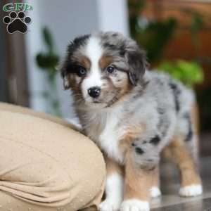 Truffles, Miniature Australian Shepherd Puppy