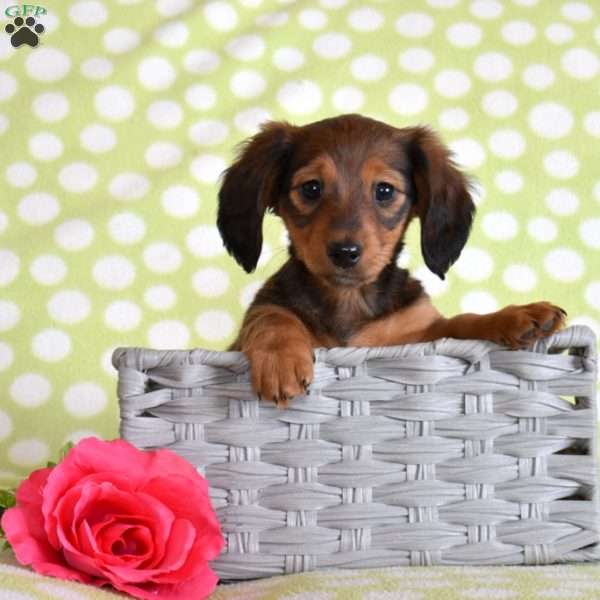 Truffles, Dachshund Puppy
