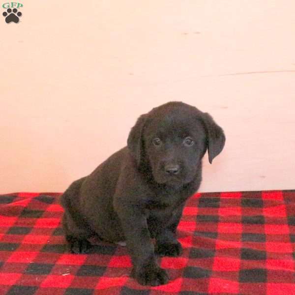 Truman, Black Labrador Retriever Puppy