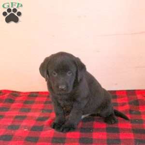 Truman, Black Labrador Retriever Puppy