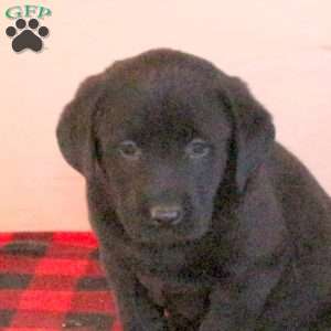 Truman, Black Labrador Retriever Puppy